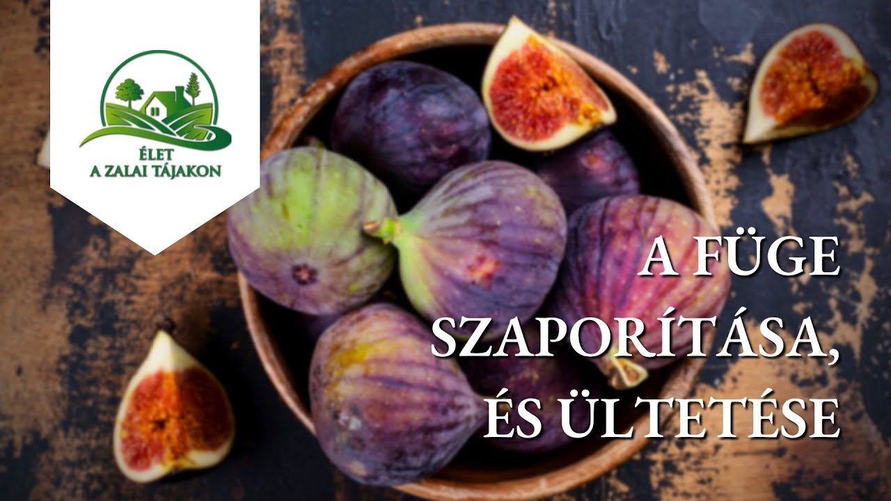 A füge szaporítása