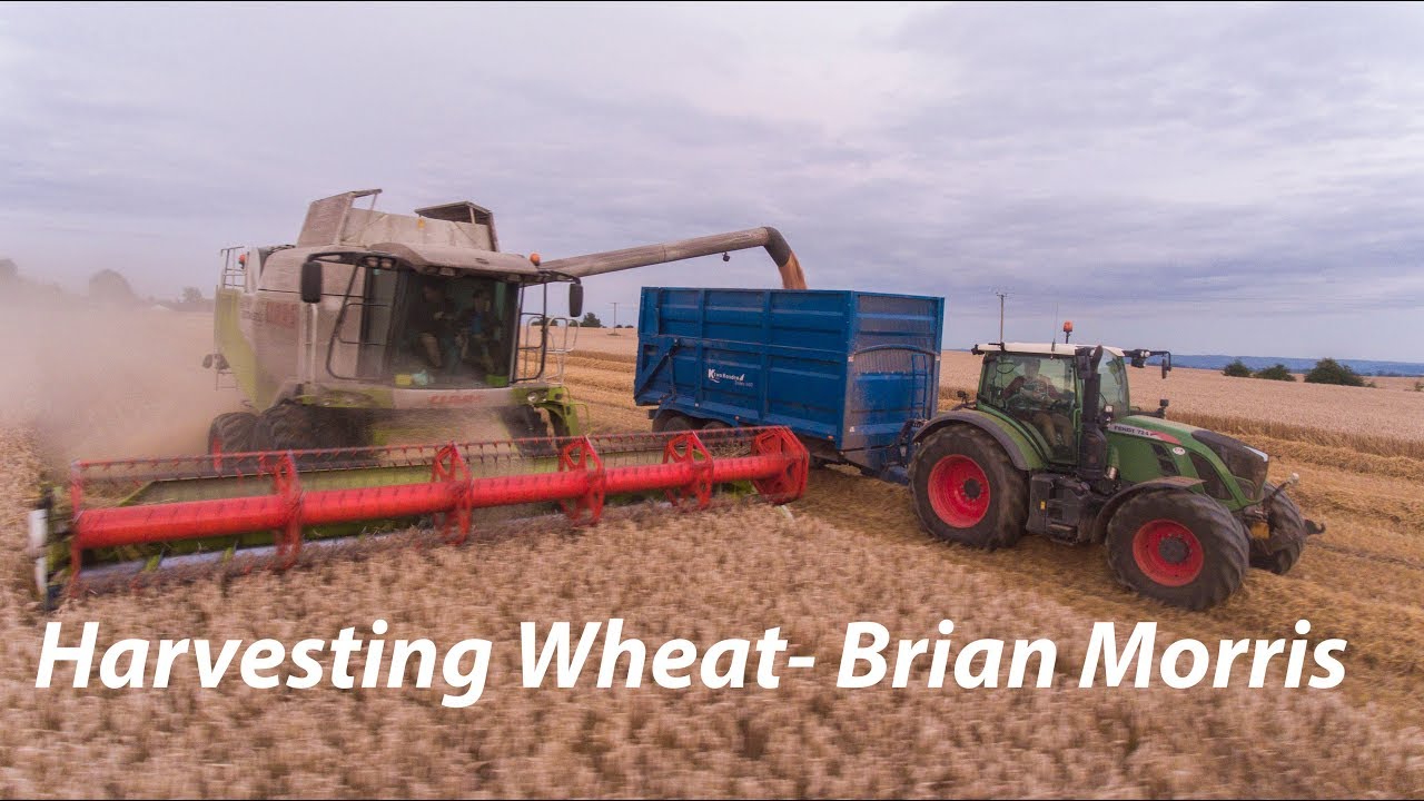 Harvesting Wheat. Day time. (filmed by Stuart Dubois)