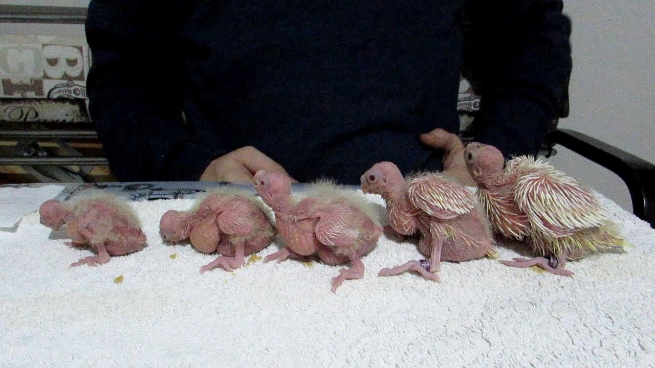 Beş Kardeş Yavru Sultan Papağanları - Hand feeding baby cockatiel