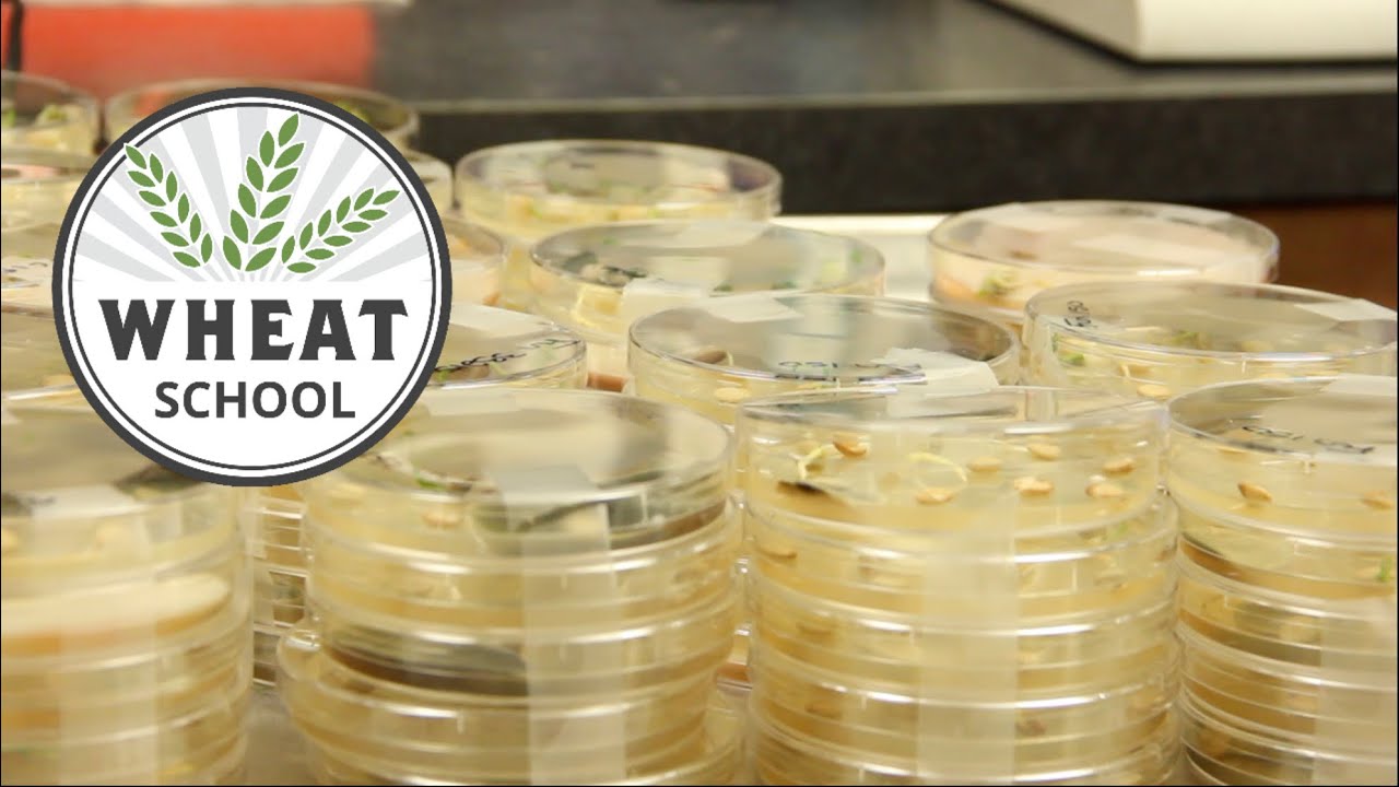 Wheat School: Getting to the root cause of a poor germination test