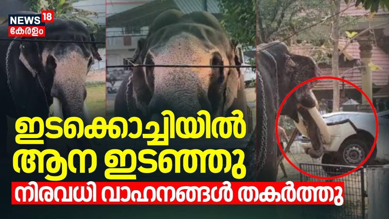 ഇടക്കൊച്ചിയിൽ ആന ഇടഞ്ഞു; നിരവധി വാഹനങ്ങൾ തകർത്തു | Kochi Elephant Attack | Elephant Rampage