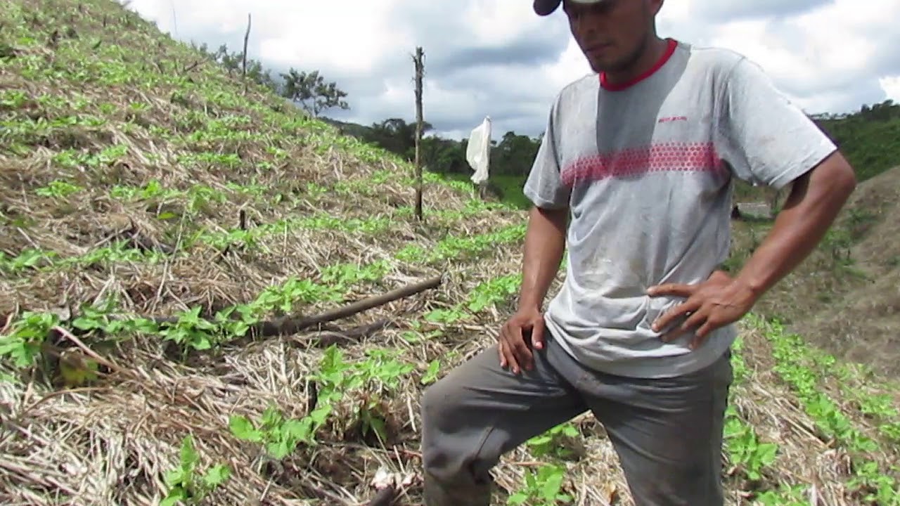 Manejo en fertilización cultivo de frijol poroto 2da semana