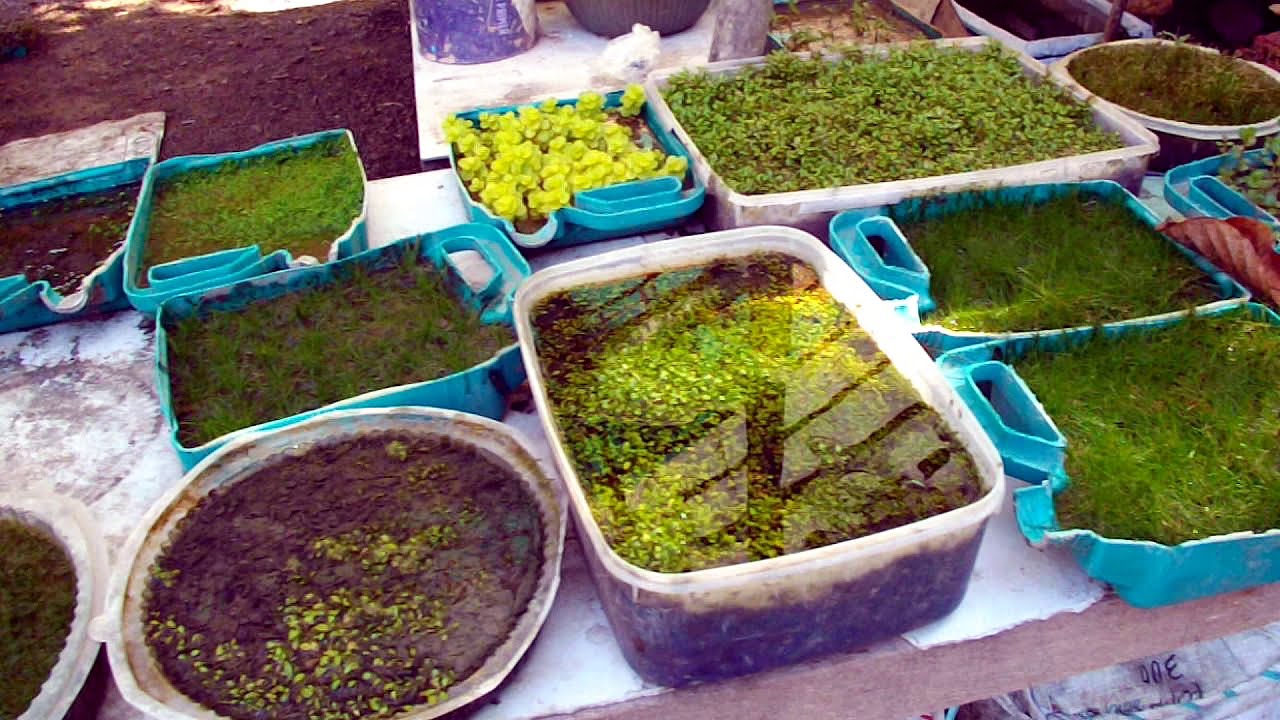 AMAZING AQUATIC PLANTS For Aquarium