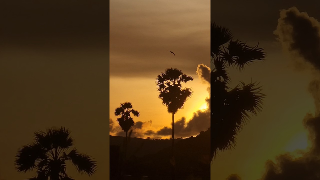 Whispers of the Dying Sun