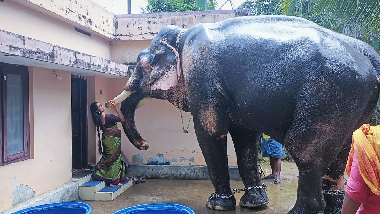 ഇത്രക്കും പാവത്താൻ ആയ ഒരു  ആന || പനയന്നാർക്കാവ് കാളിദാസൻ || Panayannarkavu Kalidasan Elephant