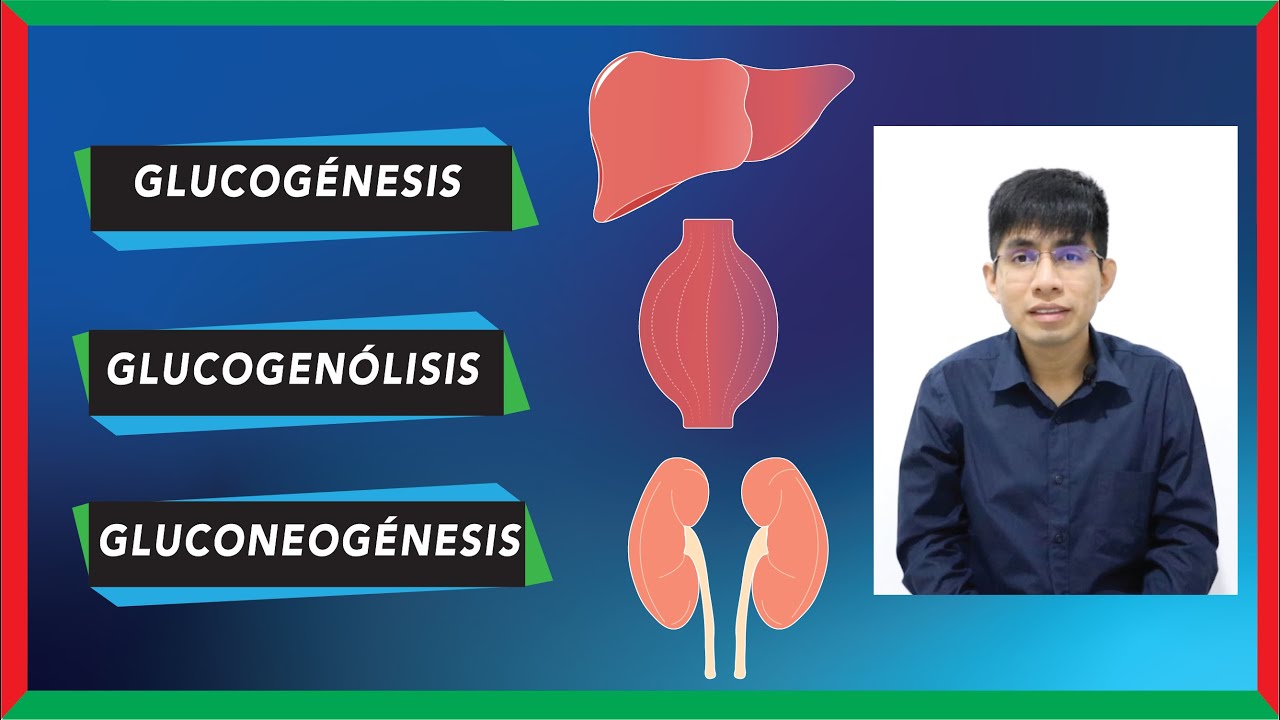 Glucogénesis, glucogenólisis y gluconeogénesis [DIFERENCIAS]