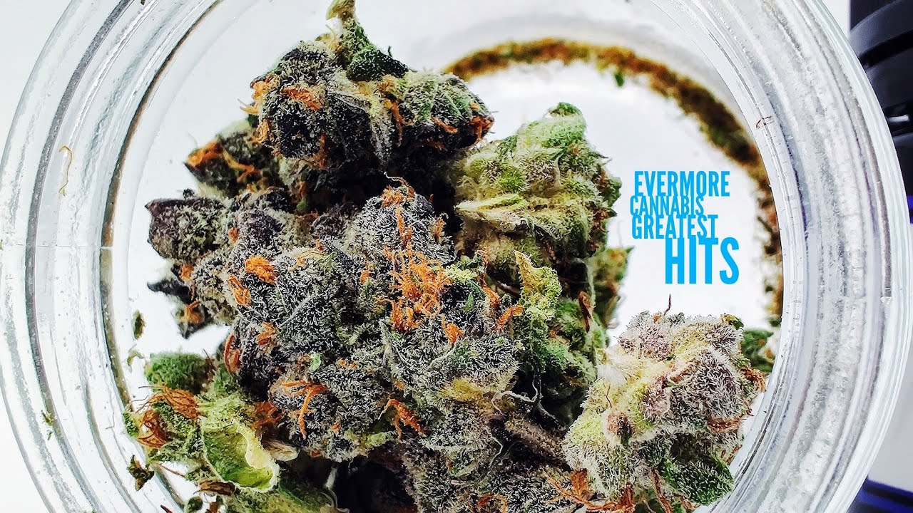 Evermore Cannabis Co - A Maryland Connoisseur Cannabis Brand | Short Music Video