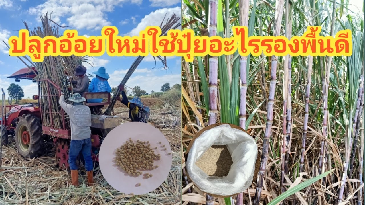 อ้อยปลูกใหม่ใช้ปุ๋ยรองพื้นอะไรดี#ปลูกอ้อยให้ประหยัดต้นทุนผลผลิตต่อไร่เยอะทำยังไง#EP265