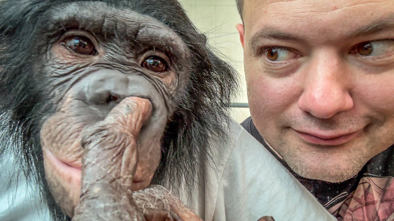 НИ ОДНО ЖИВОТНОЕ ТАК НЕ СМОЖЕТ! Этой Шимпанзе завидуют даже акробаты