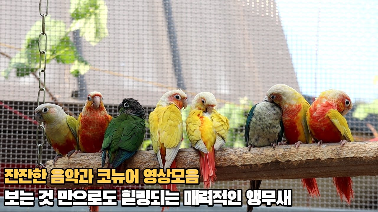 코뉴어앵무새에게 틀어주시면 안정감을 주는 영상 #conureparrot sound #birds #birdsounds