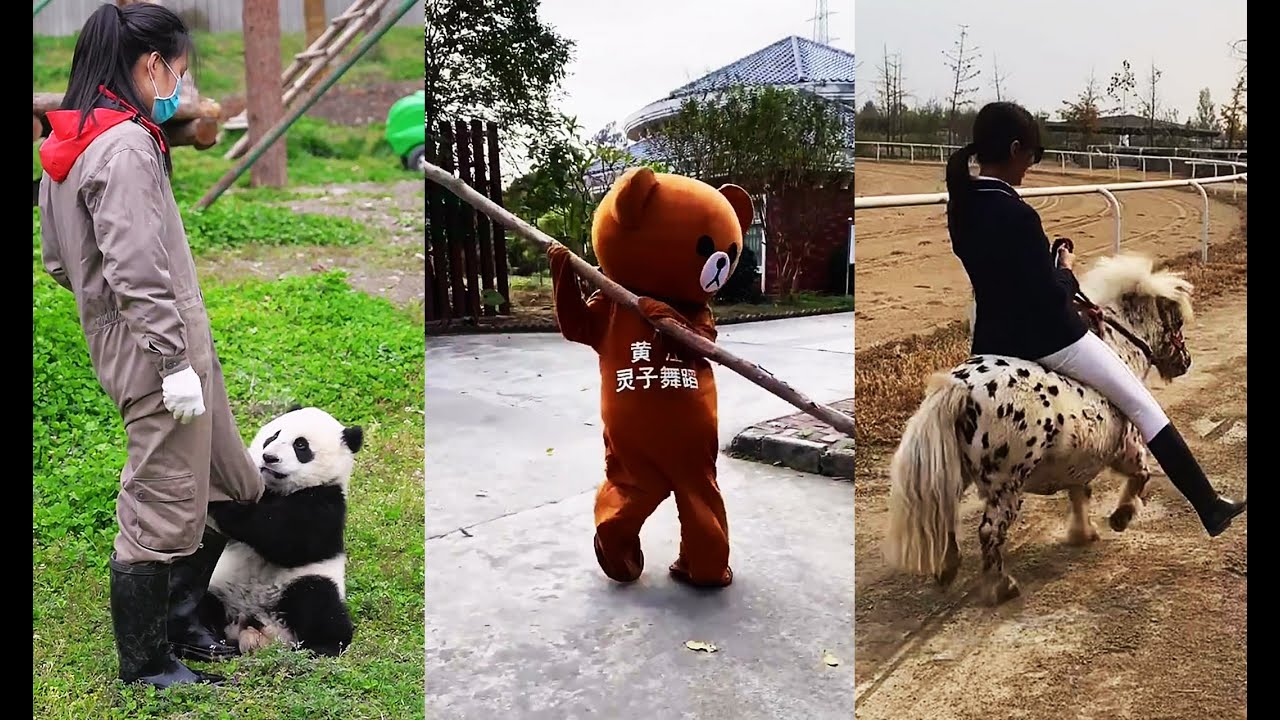 Vídeos engraçados Ursinho, histórias interessantes,Você tente não rir, Coleção Tiktok.. P103