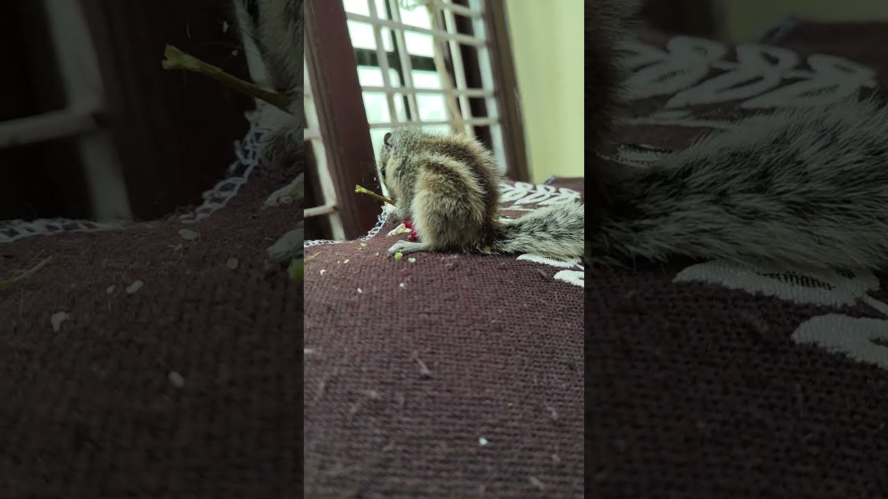 Squirrel’s Soft Side Will Melt Your Heart ❤️🌼