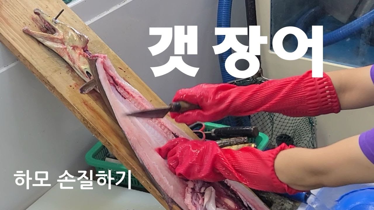 갯장어ㅣ갯長魚ㅣ이빨장어ㅣ하모ㅣハモ