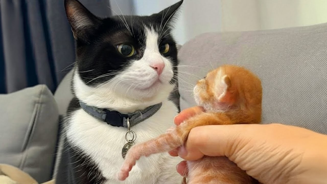 Сбой Cat exe 🤣 Обнаружена системная ошибка