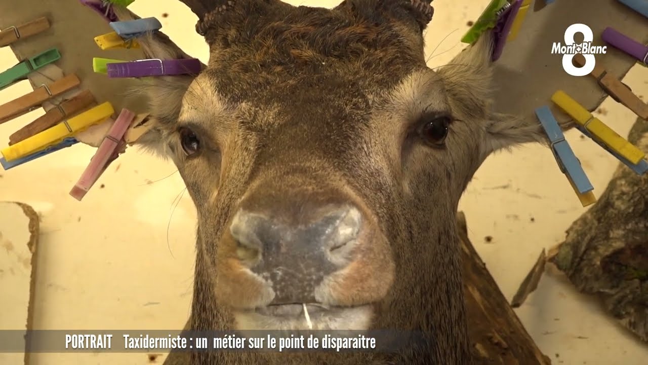 Taxidermiste, un métier sur le point de tomber dans l'oubli