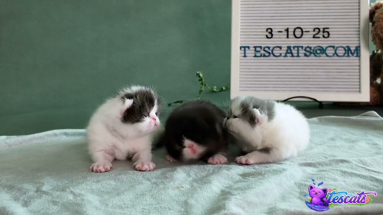 New Exotic Shorthair Litter   TESCATS Cattery   Born New Exotic Shorthair Litter   TESCATS Cattery