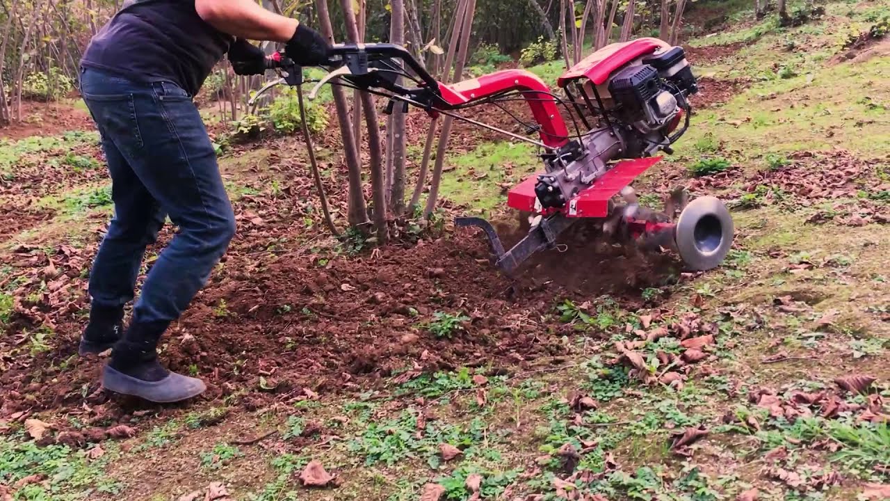 Fındık Ağacı Çapalama Nasıl Yapılır?  (Hazelnut Tree Hoeing)