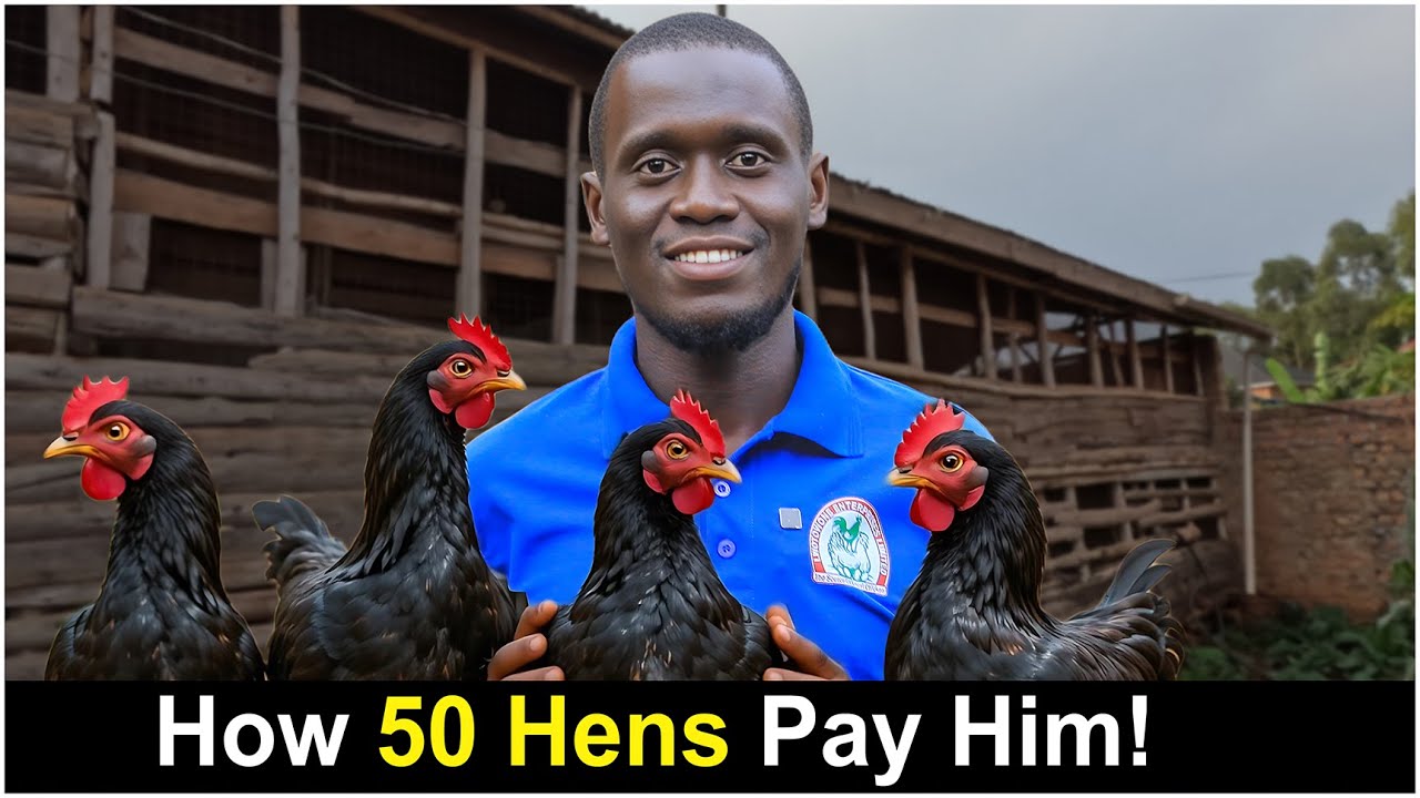 How Much Can You Make With 50 Chickens? A Breakdown for Small Farms