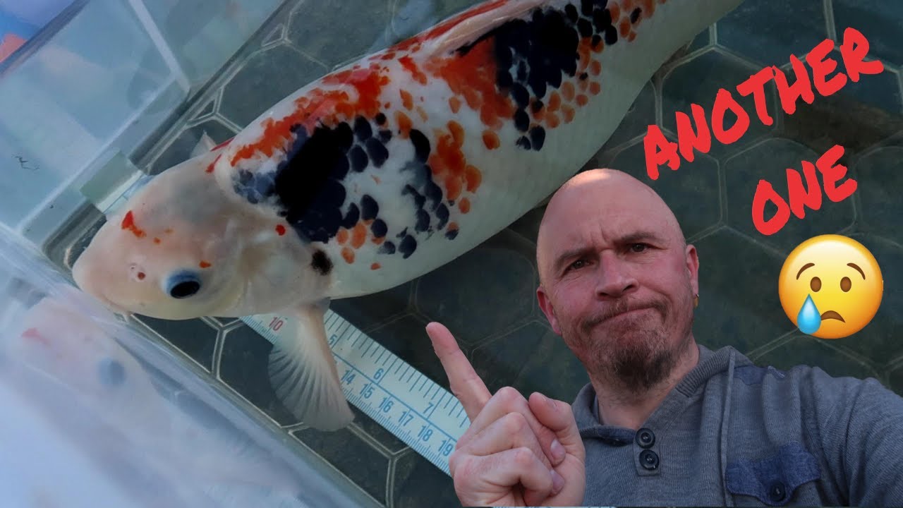 Koi With Fin Rot 😪