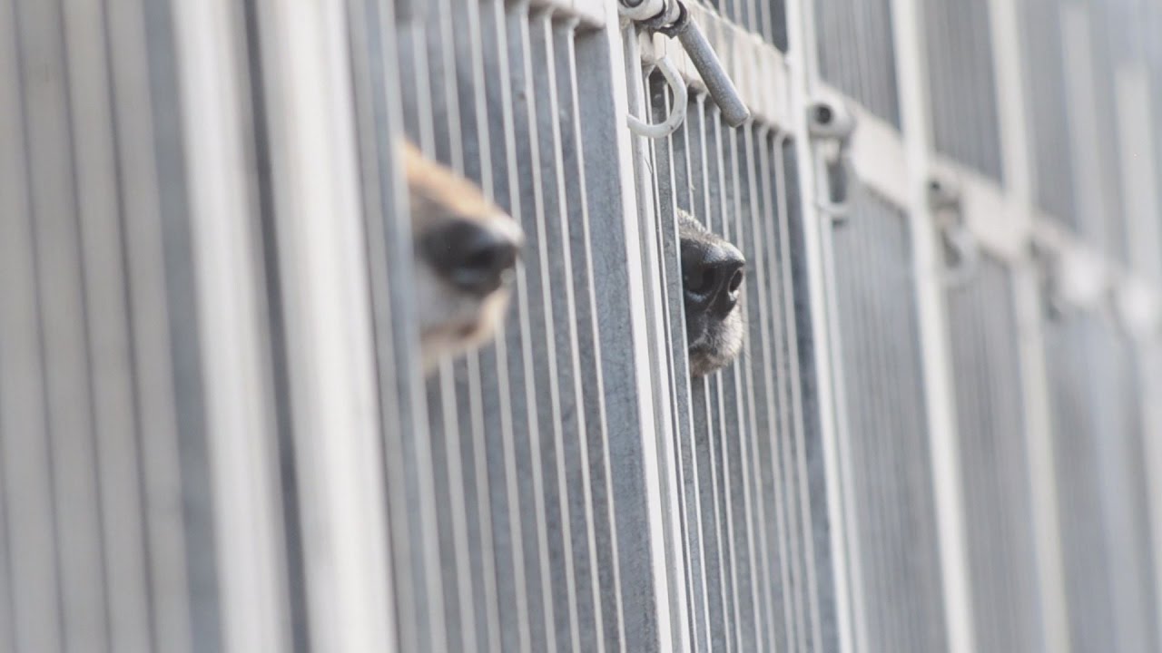 Két életet mentett meg, aki örökbefogadott egy kutyát