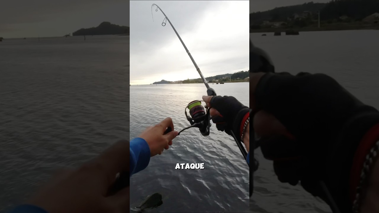 LUBINA en la CIUDAD 🌆 capturada en TOPWATER con el Patchinko 85 