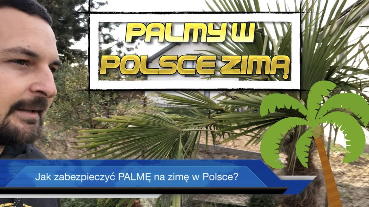 Jak zabezpieczyć PALMĘ na zimę w Polsce?
