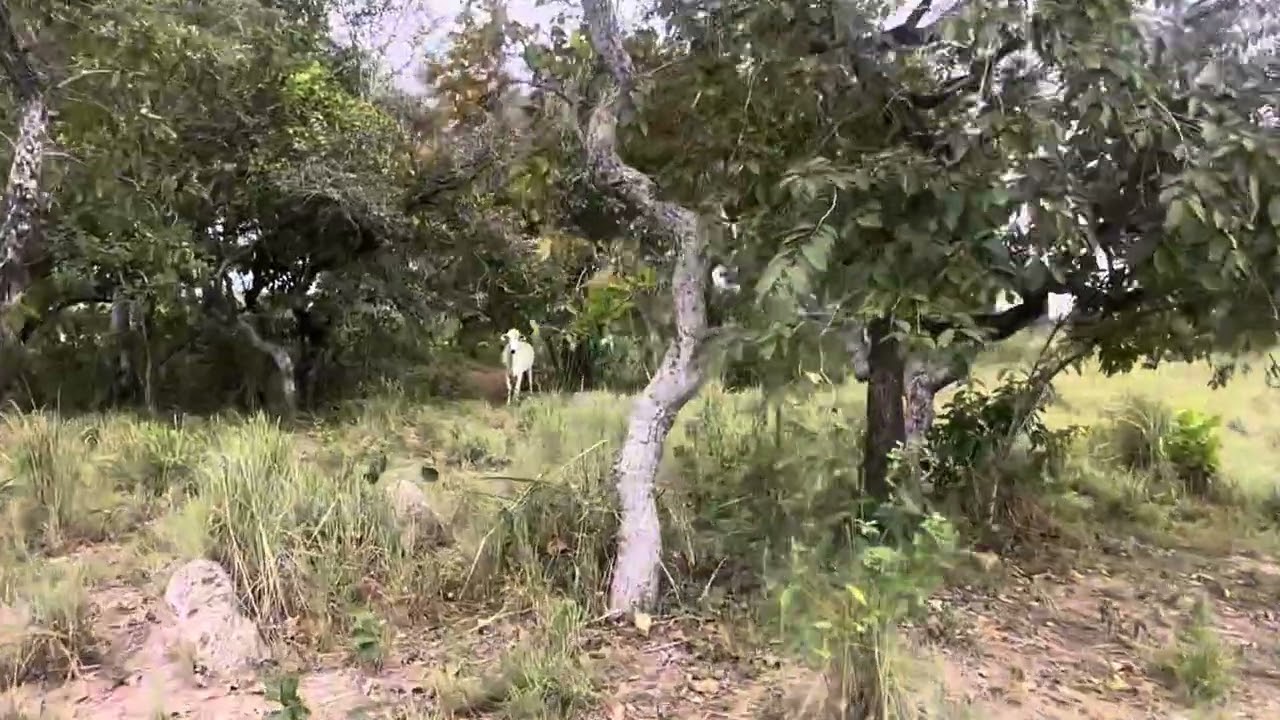 Terra na beira do Paraná só na cultura