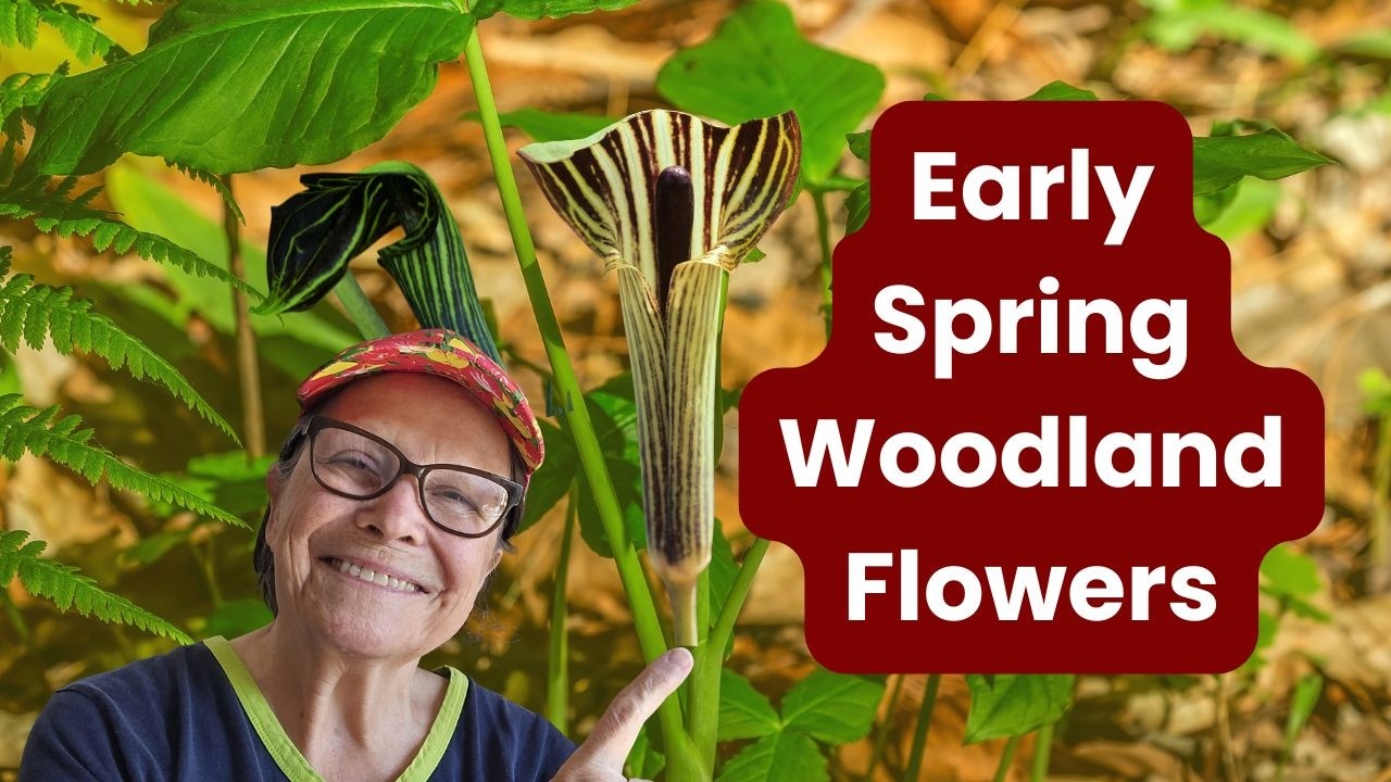 Plant These Woodland Flowers for Early Spring Magic