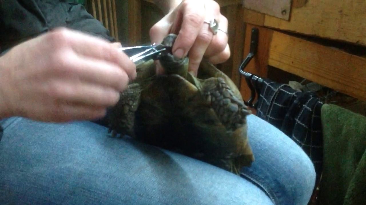 Beak trimming