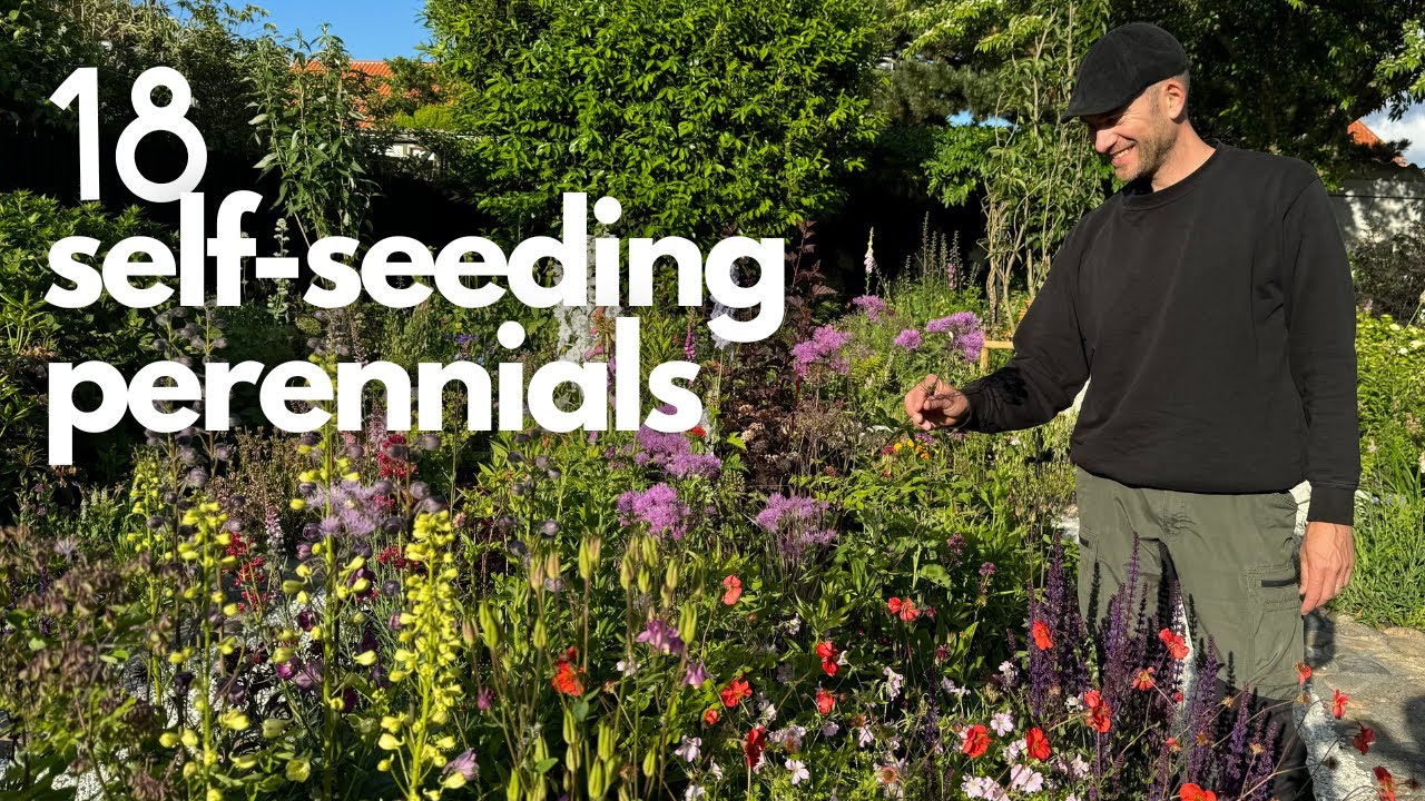18 Self-Seeding Perennials for a Lush Cottage Garden | Perennial Garden