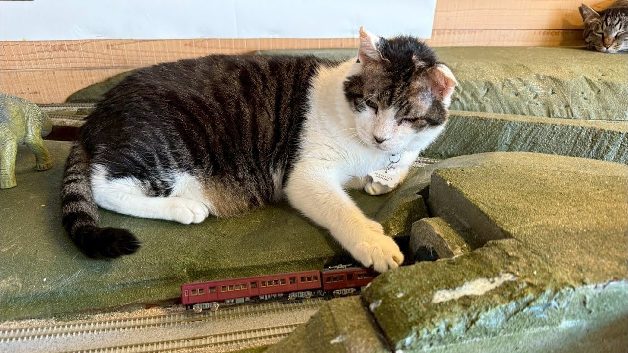 World Cat Day Special: 160 Rescued Cats, One Big Family in Osaka
