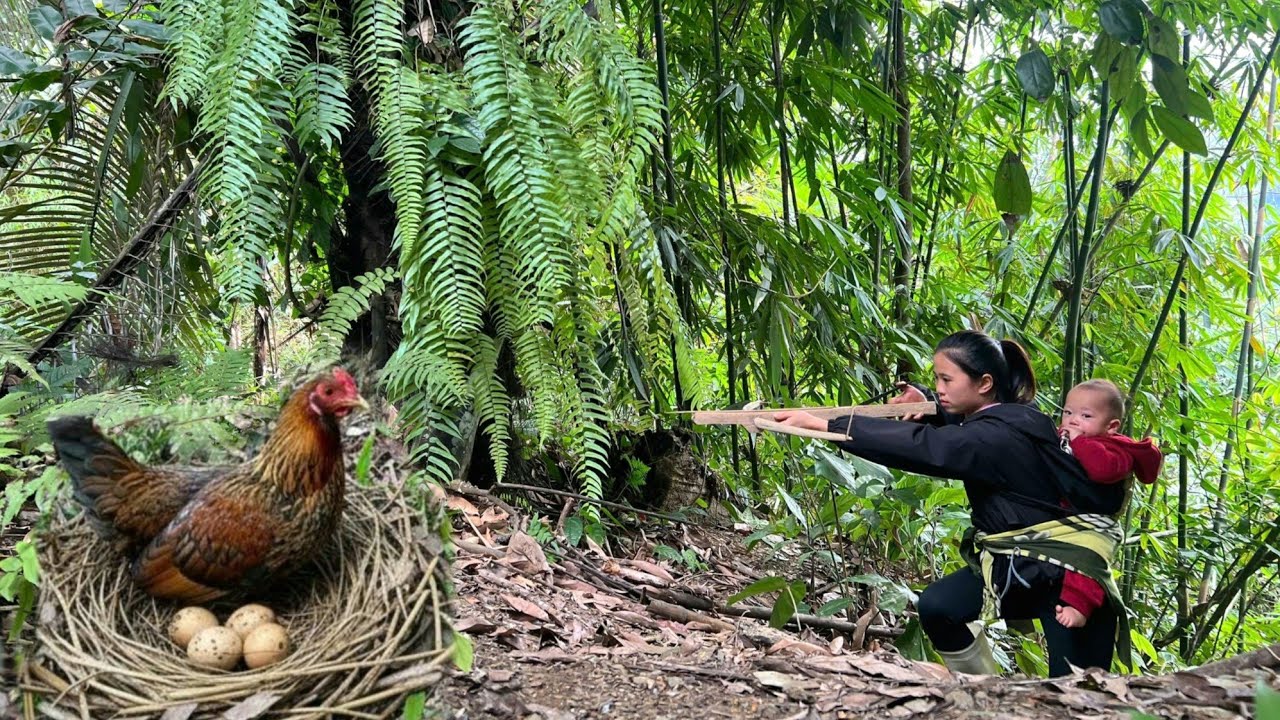 7 Days Surviving on the Mountain | No Tools, No Help – Unexpectedly Finding Wild Chicken Eggs