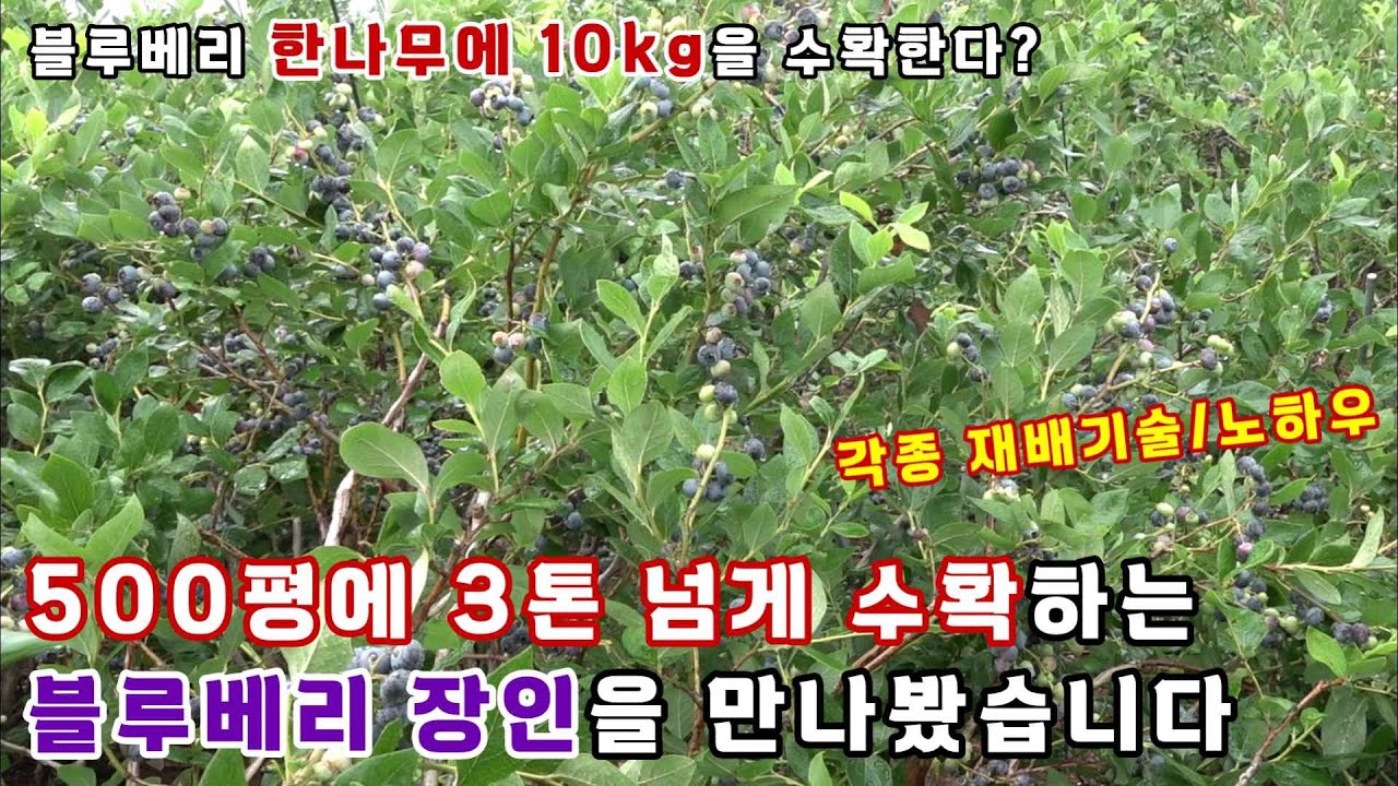 블루베리 500평에 3톤 수확? 블루베리 장인을 만나봤습니다.(품종 듀크)