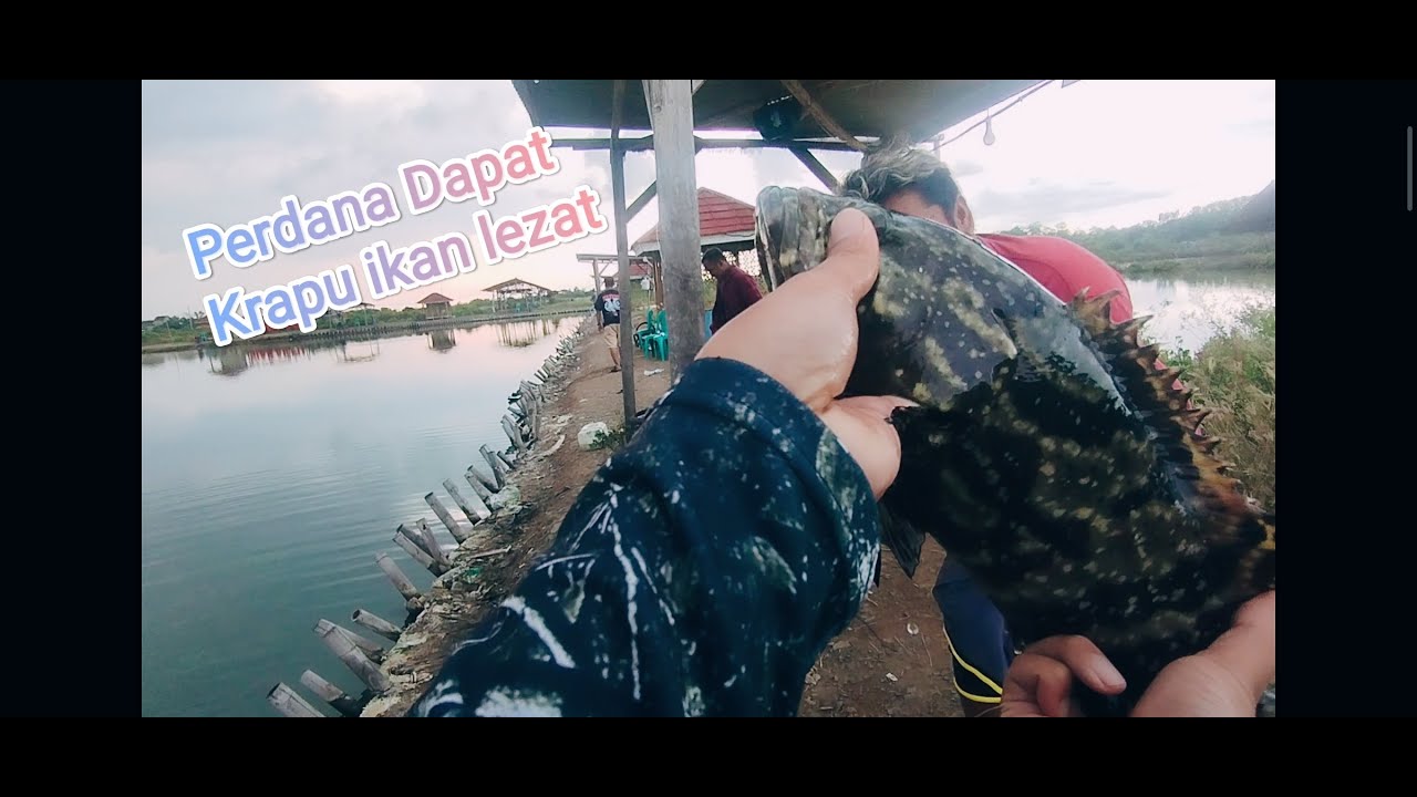 Perdana mancing kolam si akap PU subang jawa barat #mancing #fishing