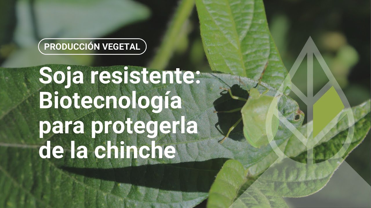 Soja resistente: biotecnología para protegerla de la chinche
