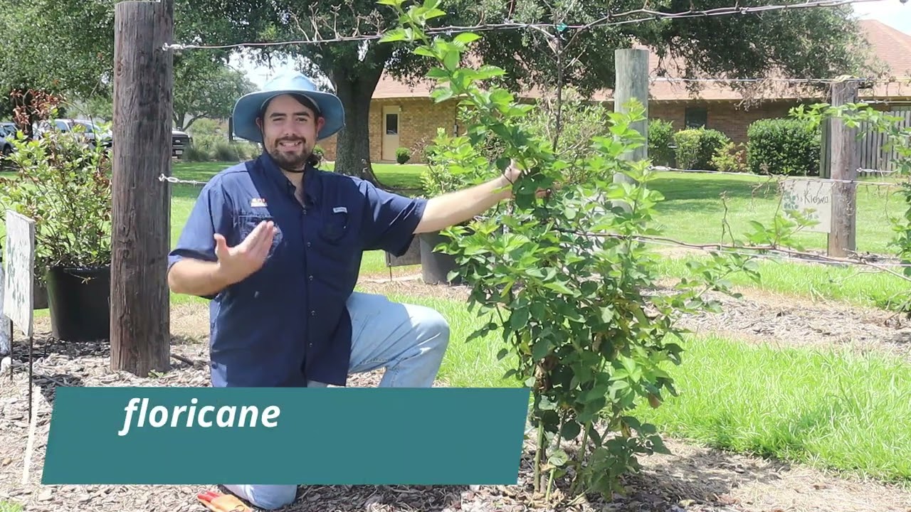 Difference between Floricane and Primocane in Blackberries