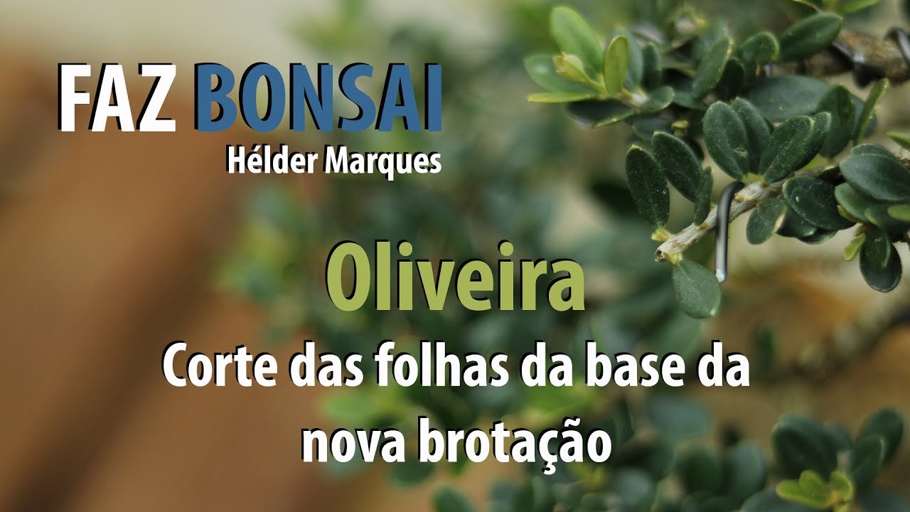 Oliveira - Corte das folhas da base da nova brotação