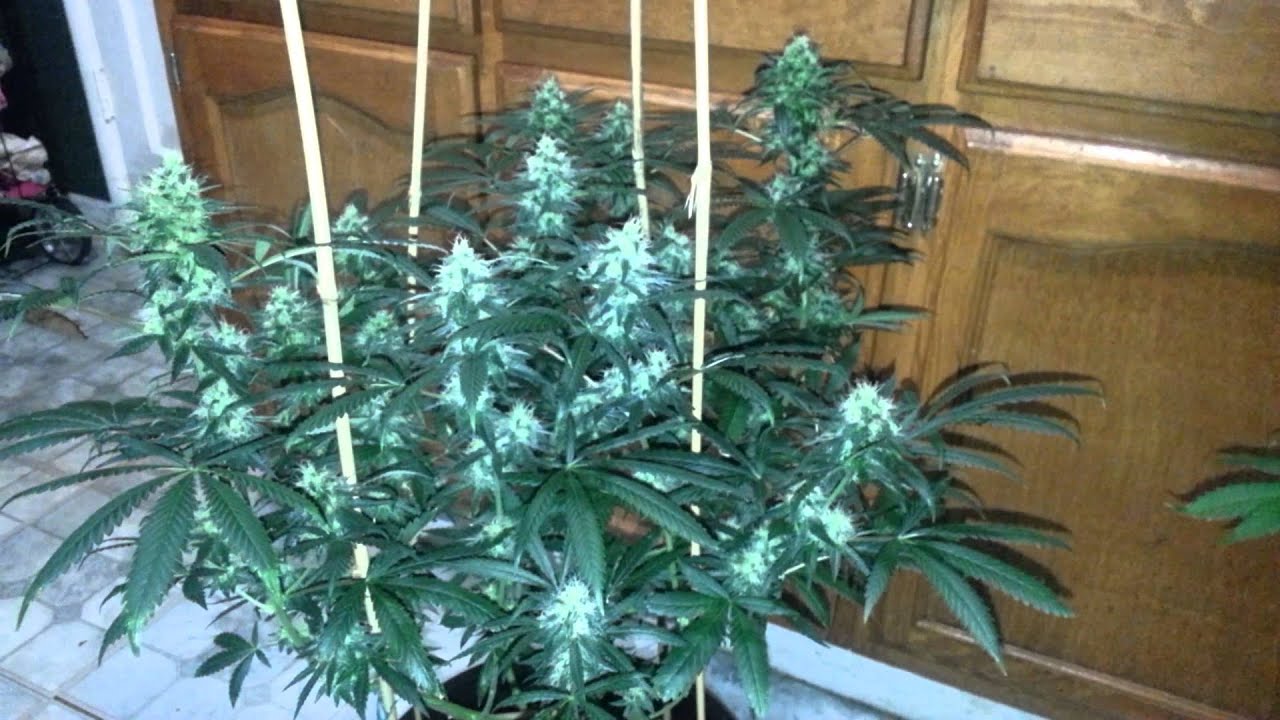 White cookies & Crown royal week 6 flower