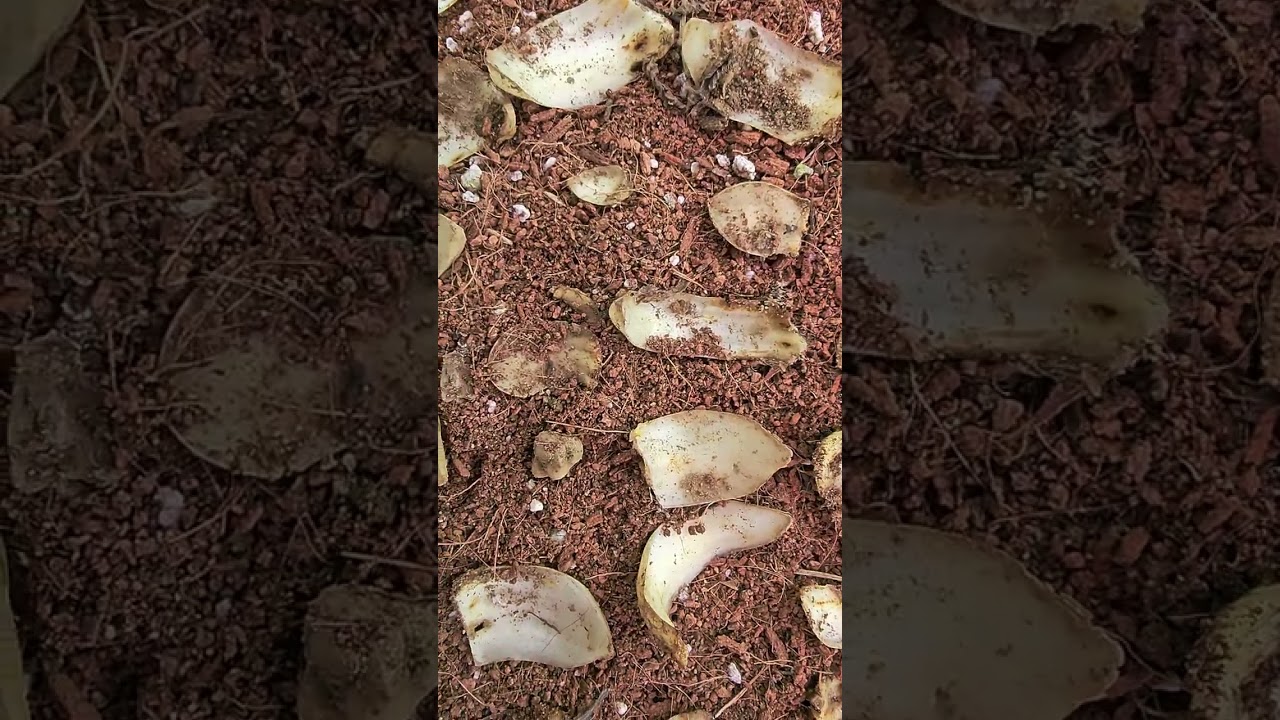 토종 백합 인편 증식 방법,@토종백합 증식,백합증식 방법