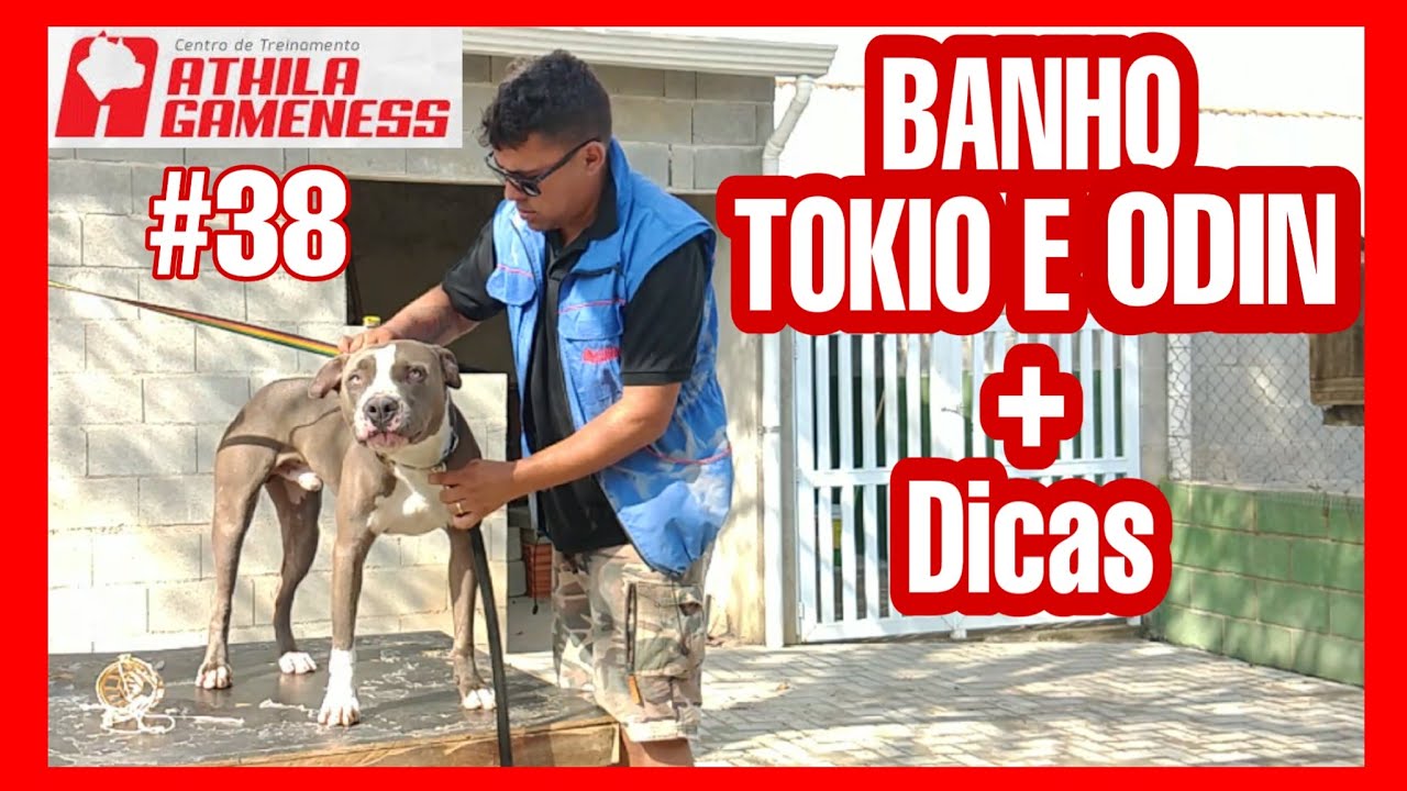 #38 Dia a Dia Canil Athila Gameness Banho Tokio Odin + Dicas. Pitbull Adoção. Canal Pitgameness