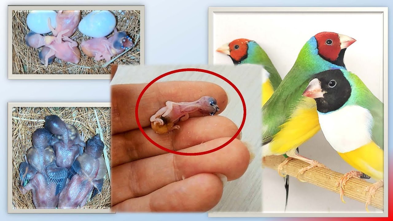 Птицы убийцы