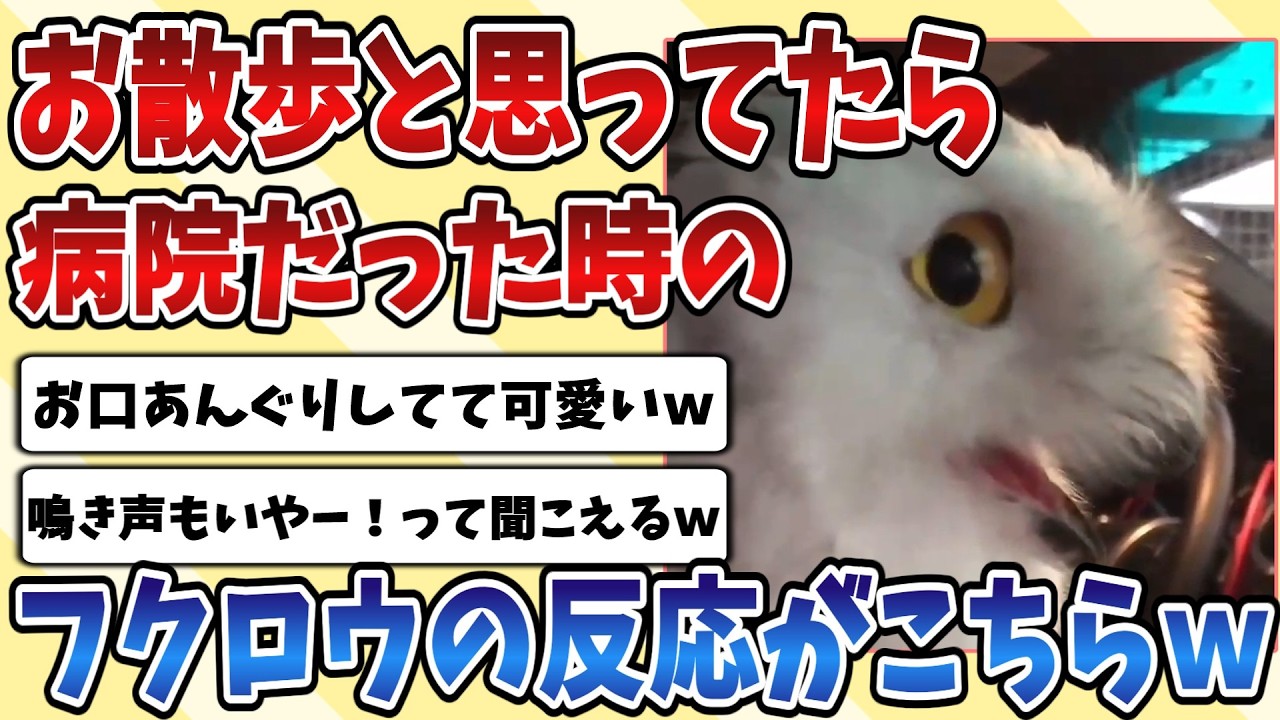 【2ch動物スレ】お散歩だと思っていたら病院だったときの『フクロウ』さんのリアクションがあまりにも可愛すぎてやばいｗｗｗ
