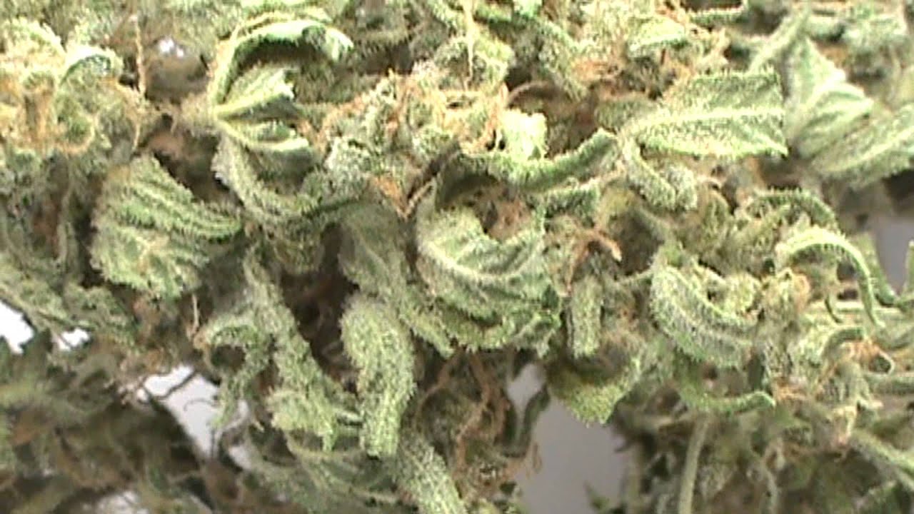 LSD Harvest and Essentials