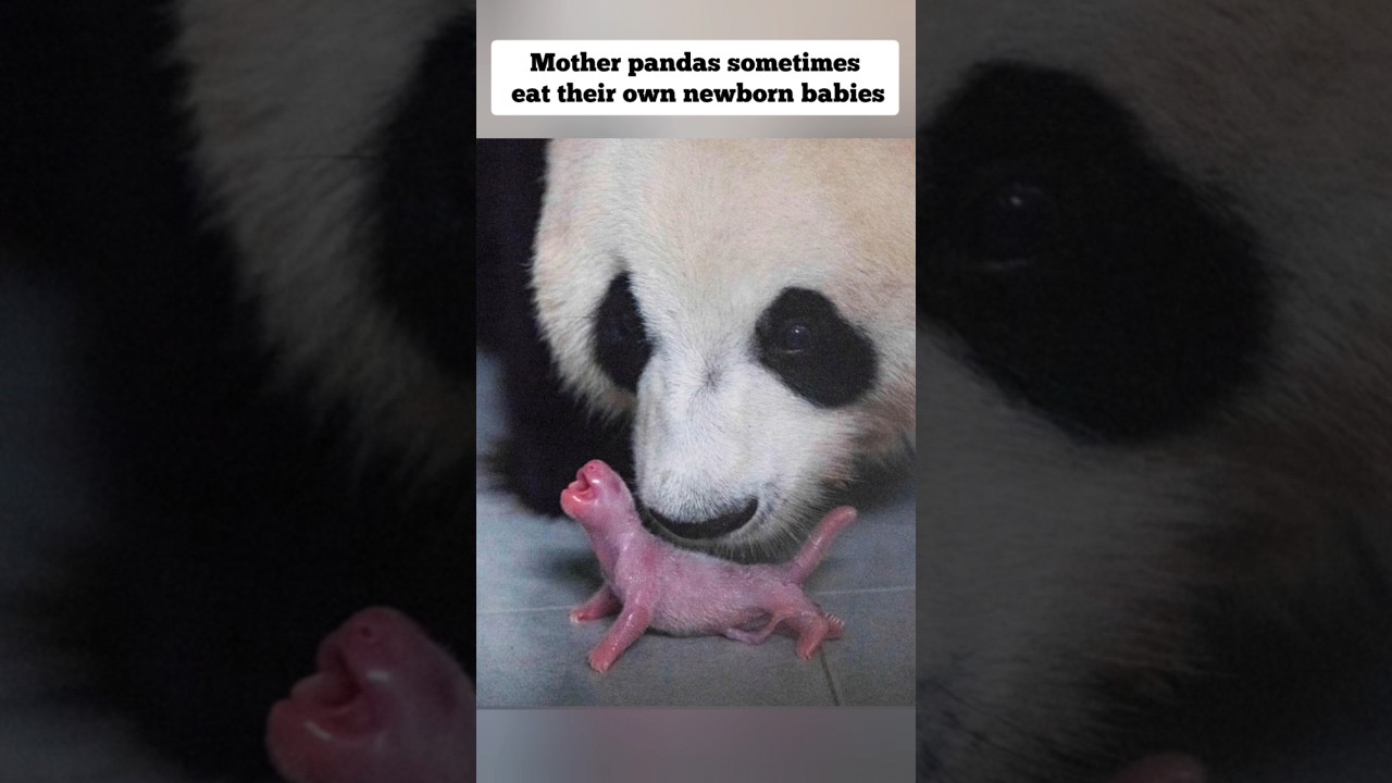 animals who eat their own newborn babies #facts  #youtubeshorts #shortsfeed #shortsvideo