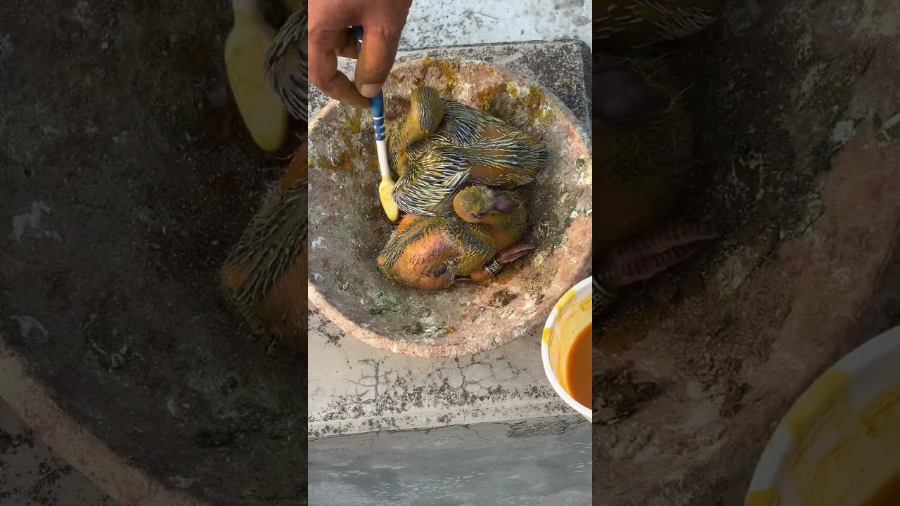Turmeric paste can prevent mosquitoes and mites bites. #pigeon #bird #kalapati #highlights #animals