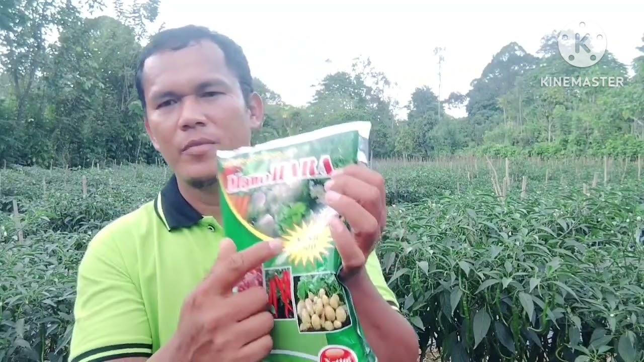 Berbagai Jenis Pupuk Kalsium dan Waktu Aplikasi Yang Tepat