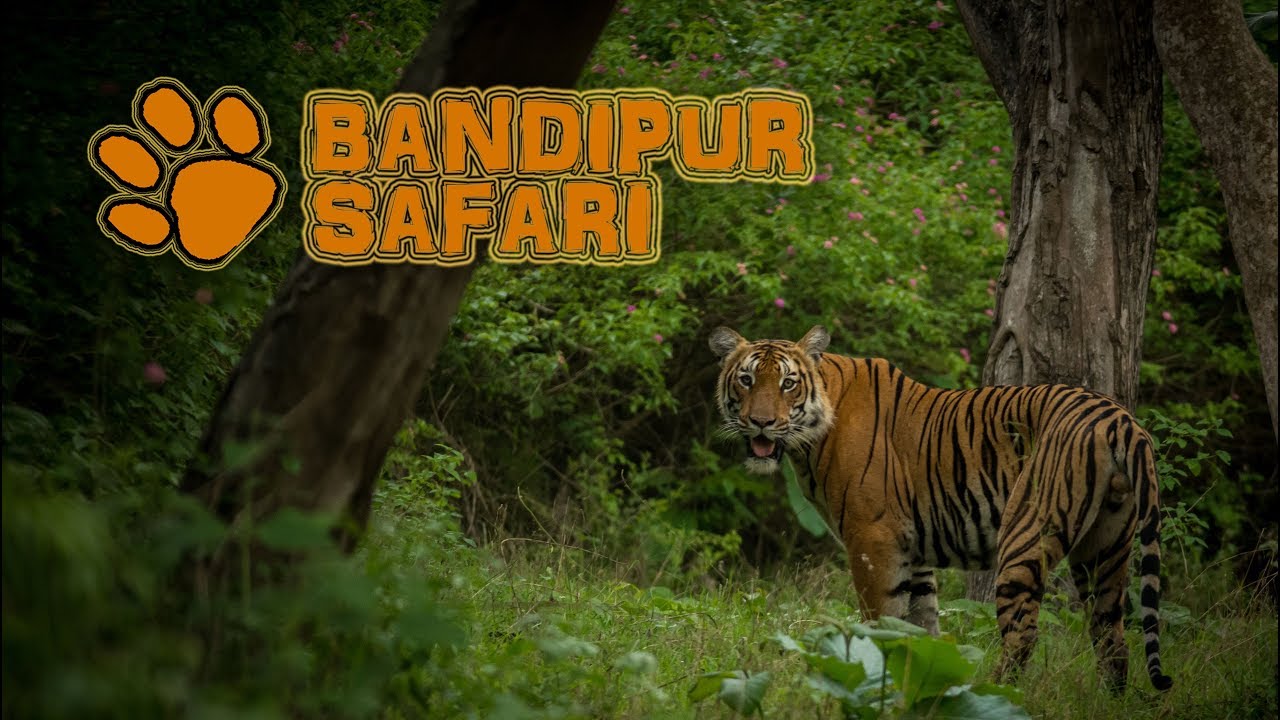 Safari in India (Bandipur) - Tiger, Leopard and Wild Dogs!!!!