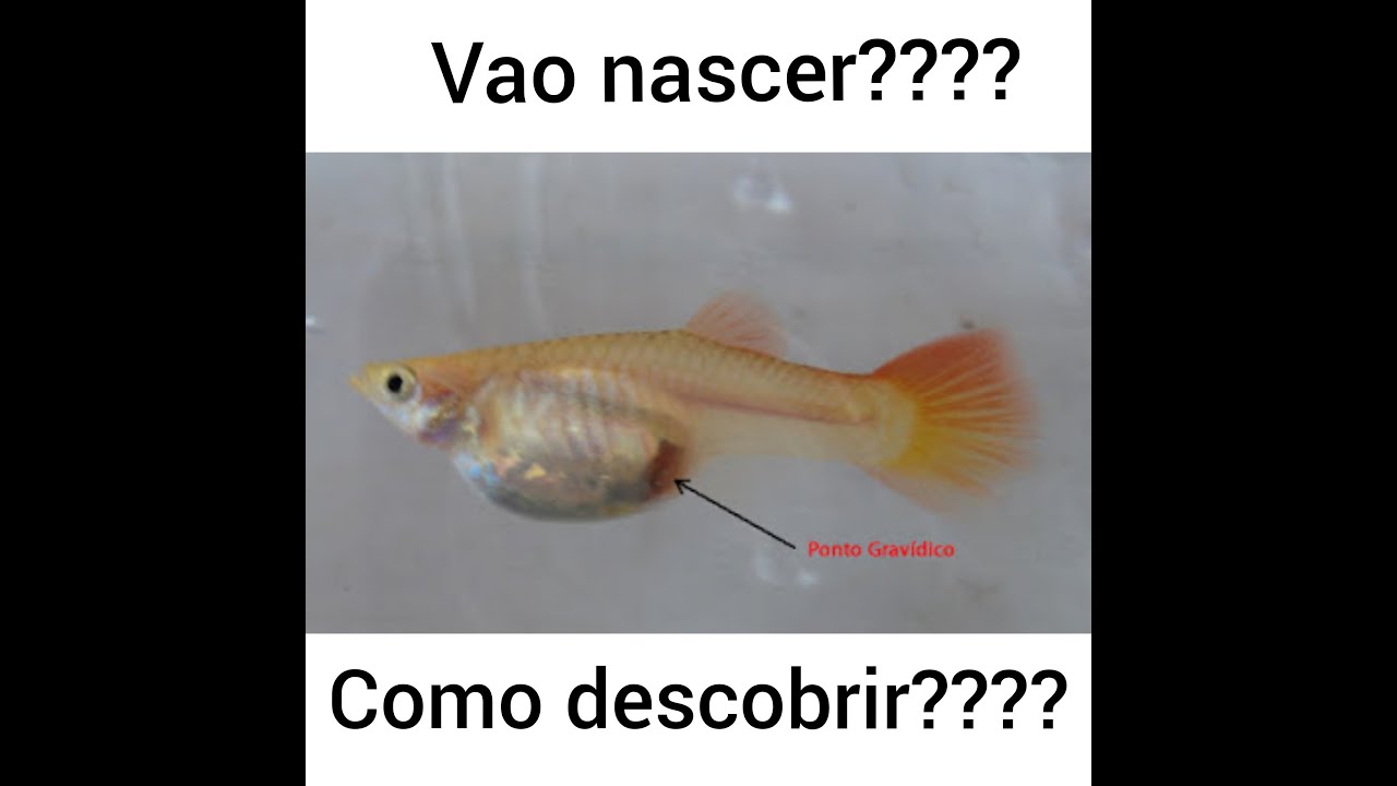Alevinos de guppy , como descobrir quando vão nascer!