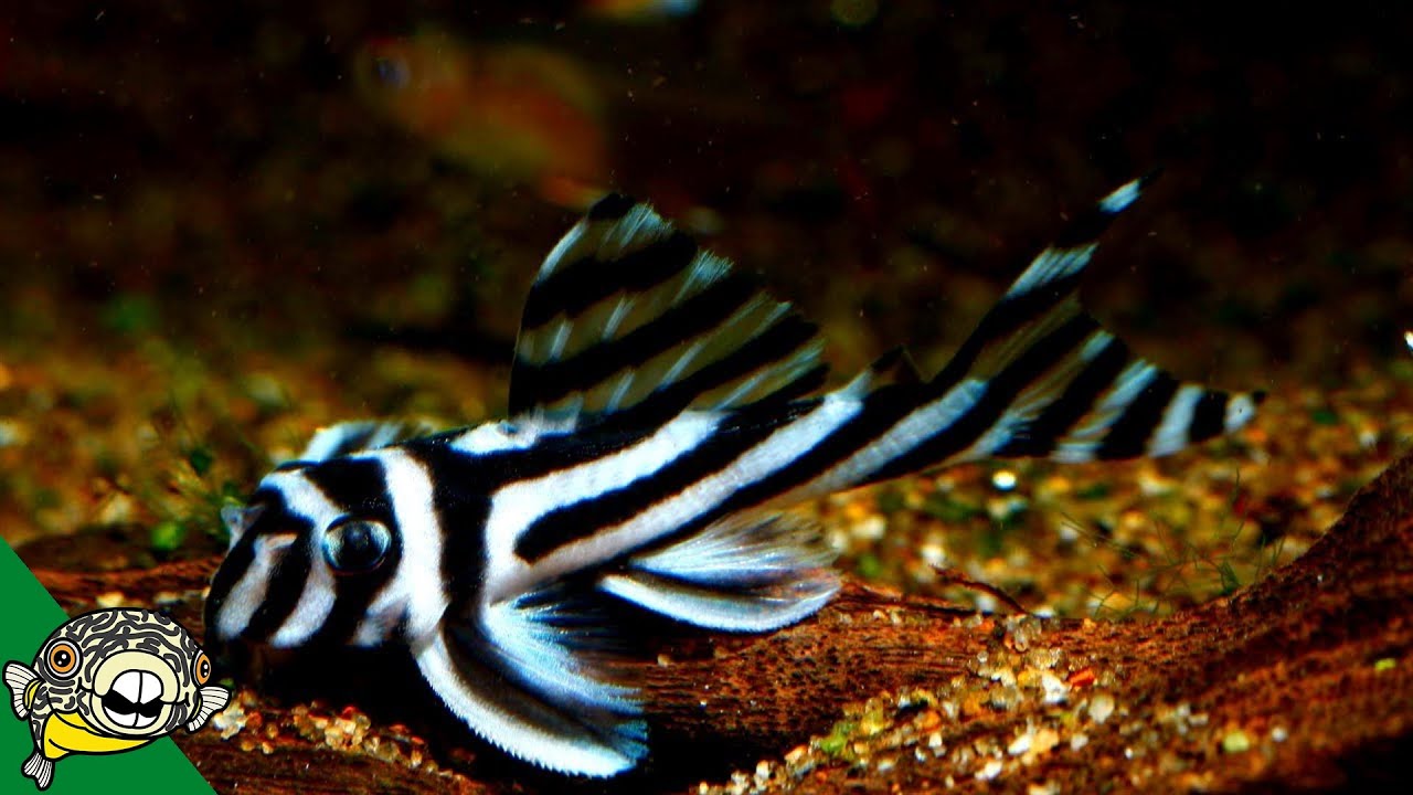 The KING of PLECOS and CORYDORAS! AllOddBallAquatics.com Fish Room Tour.