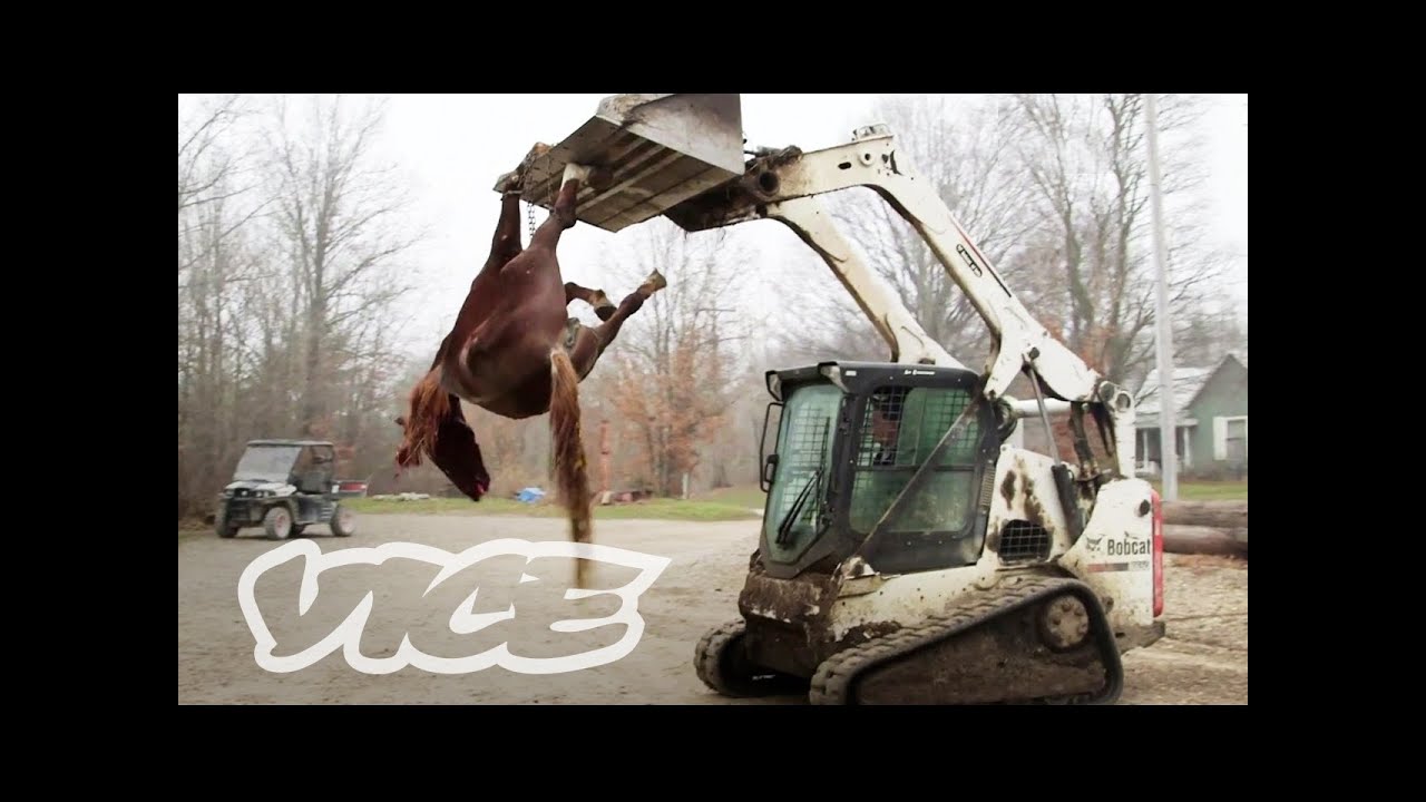 An Inside Look at the Exotic Animal Trade: Profiles by VICE